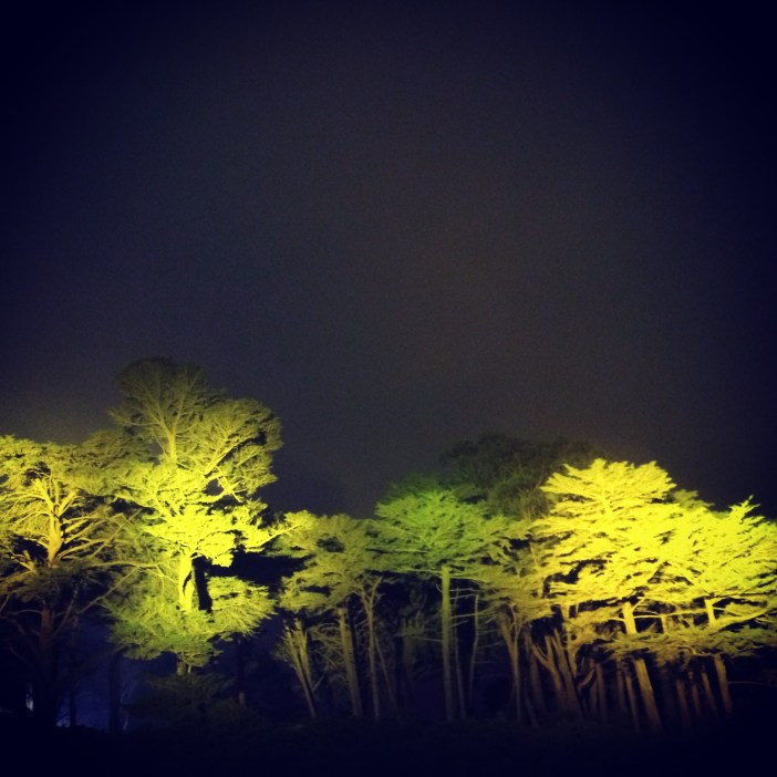 Outside Lands Tree Magic